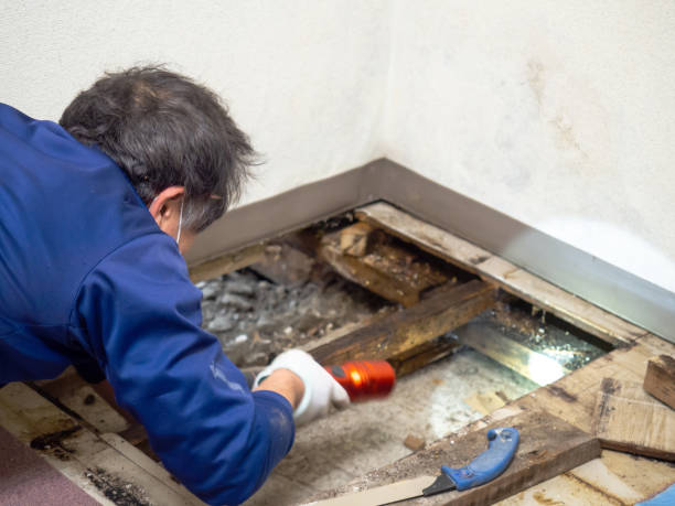 Best Mold Testing  in Honey Grove, TX