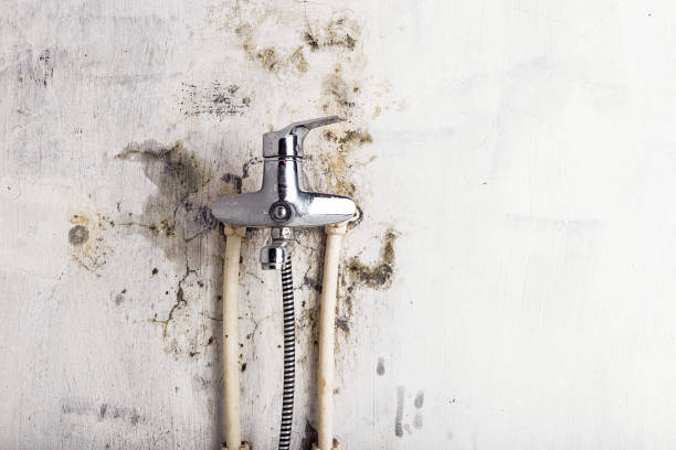 Best Professional Mold Removal  in Honey Grove, TX