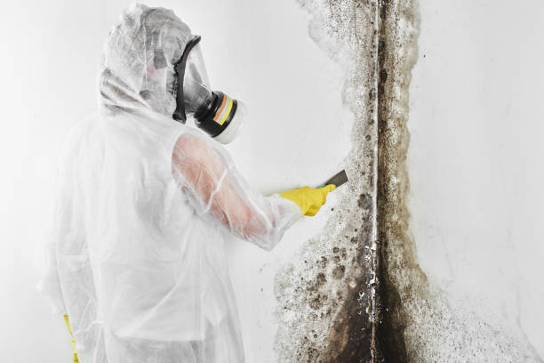 Best Home Mold Removal  in Honey Grove, TX