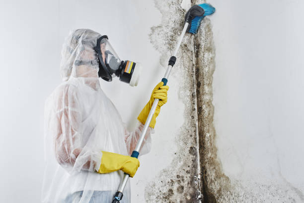 Best Same-Day Mold Removal  in Honey Grove, TX