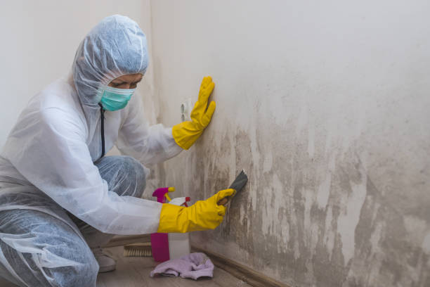 Best Emergency Mold Removal  in Honey Grove, TX