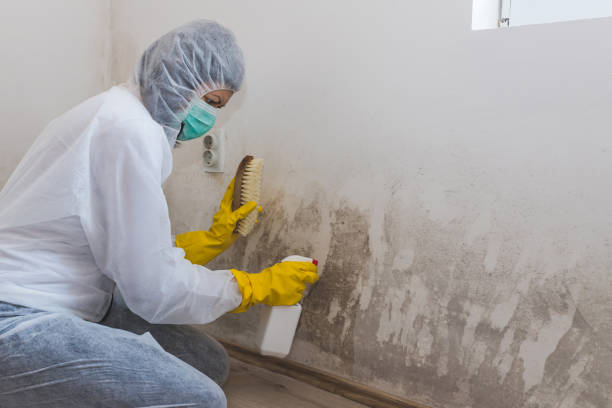 Best Mold Damage Repair  in Honey Grove, TX