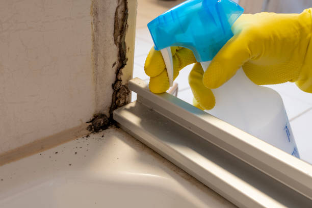 Mold Removal Process in Honey Grove, TX