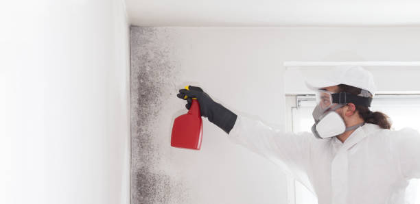 Best Attic Mold Removal  in Honey Grove, TX