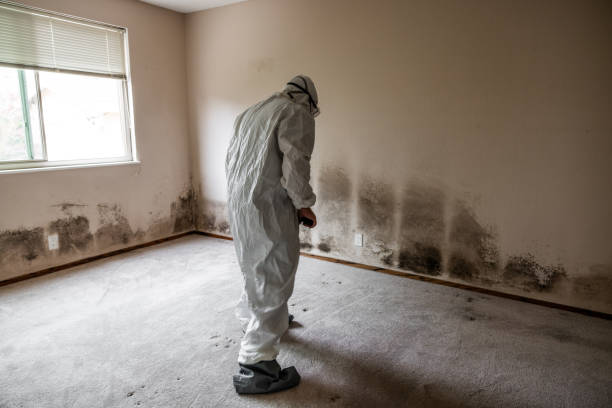 Best Mold Cleaning Services  in Honey Grove, TX