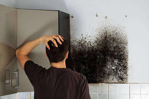 Best Commercial Mold Removal  in Honey Grove, TX