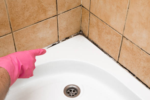 Reliable Honey Grove, TX Mold Removal Solutions
