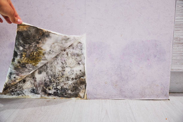 Best Fast Mold Removal  in Honey Grove, TX